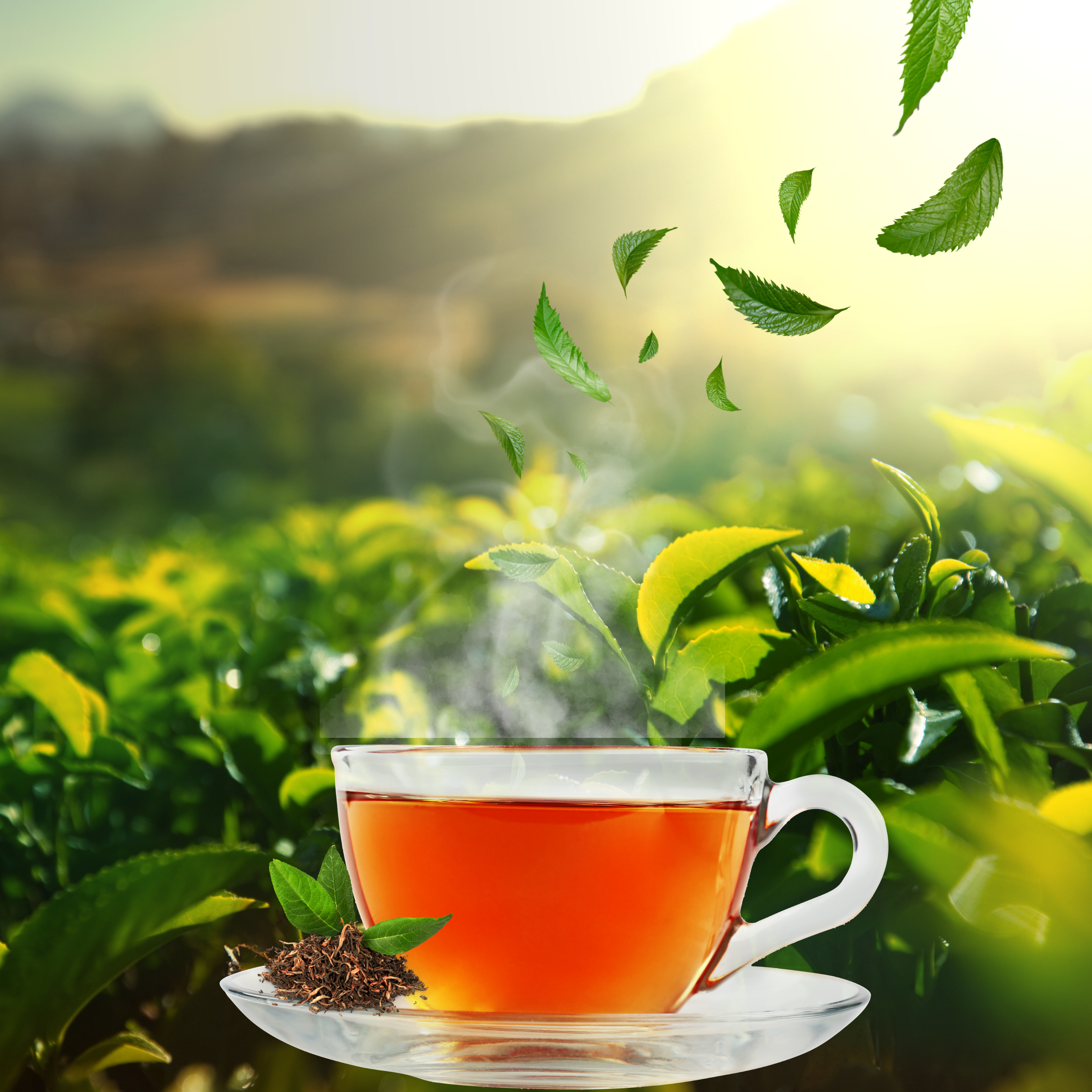 Traditional Sri Lankan tea culture - Authentic tea drinking experience