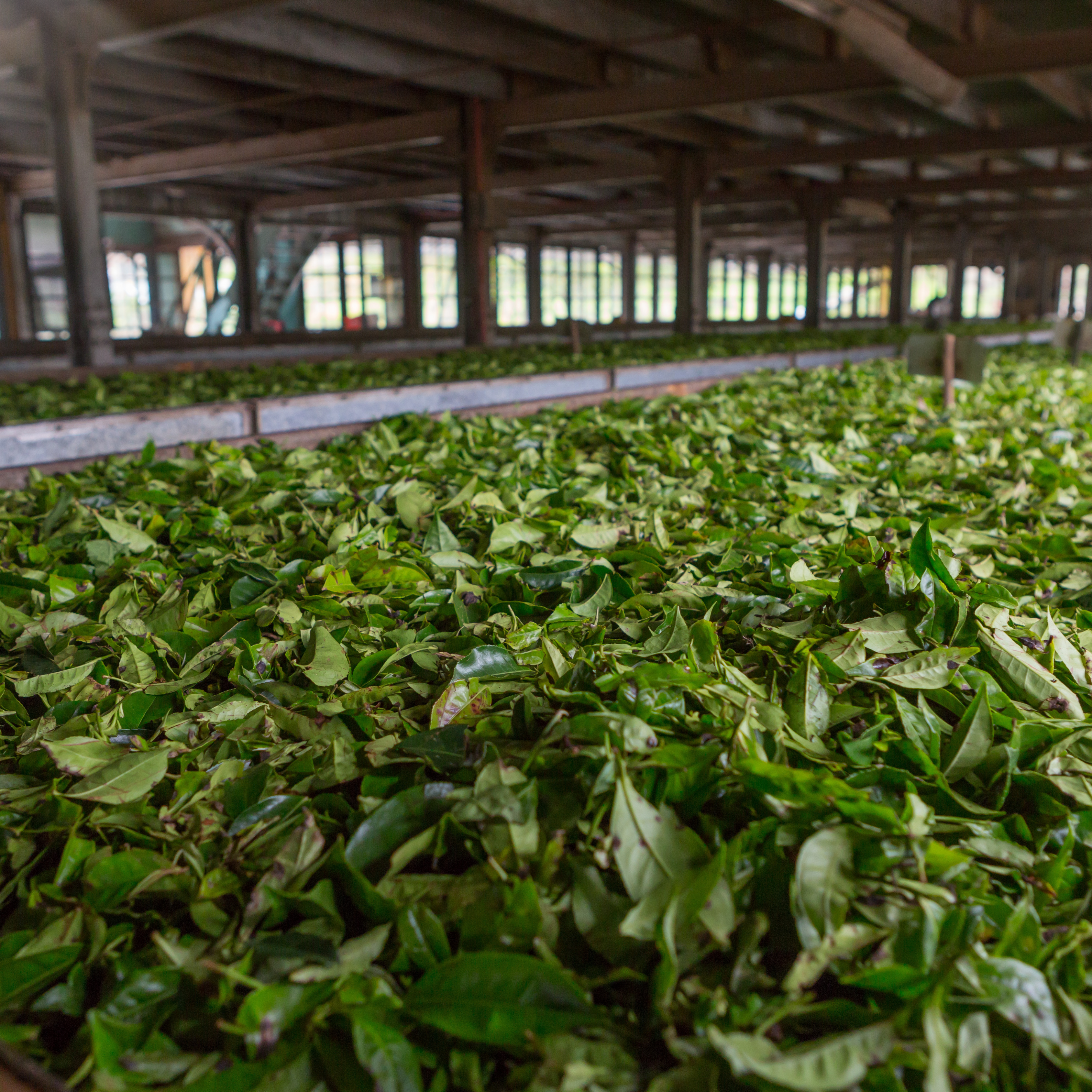 Tea factory in Galle, Sri Lanka - Direct from our family-owned tea factory